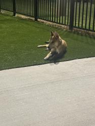 Lost Male Dog last seen Costco, McDonough, GA 30253