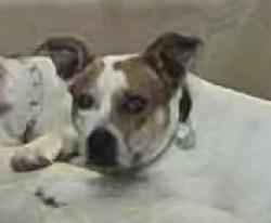 Reunited Male Dog last seen Pebble Beach and La paz, Victorville, CA 92395