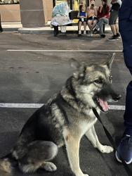 Reunited Female Dog last seen N Walnut & Gladstone, San Dimas, CA 91773