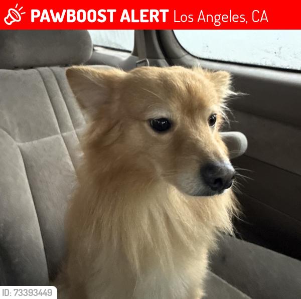 Lost Male Dog last seen Blue hses on vermont, Los Angeles, CA 90044