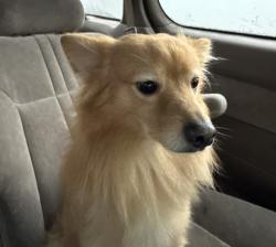 Lost Male Dog last seen Blue hses on vermont, Los Angeles, CA 90044