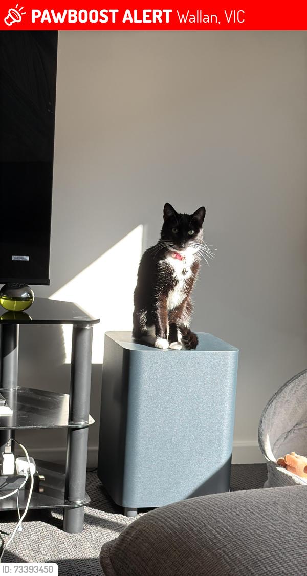 Lost Female Cat last seen Near Juniperina CcT , wallan, Wallan, VIC 3756