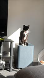 Lost Female Cat last seen Near Juniperina CcT , wallan, Wallan, VIC 3756