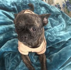 Lost Male Dog last seen The blue hses on vermont, Los Angeles, CA 90044