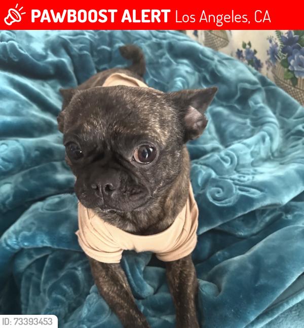 Lost Male Dog last seen The blue hses on vermont, Los Angeles, CA 90044