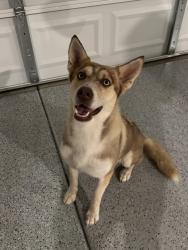 Found/Stray Female Dog last seen S Wade & W Canopus Loop, Tucson, AZ 85757