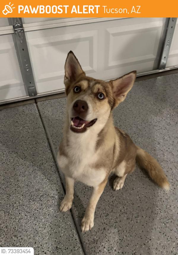 Found/Stray Female Dog last seen S Wade & W Canopus Loop, Tucson, AZ 85757