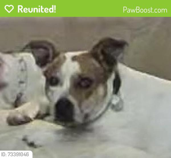 Reunited Male Dog last seen Pebble Beach and La paz, Victorville, CA 92395