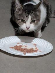 Found/Stray Unknown Cat last seen Mount Royal Place & Mount Royal Ave, San Diego, CA 92117