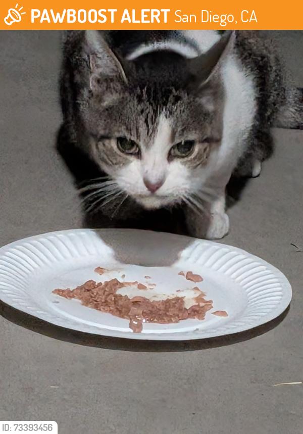 Found/Stray Unknown Cat last seen Mount Royal Place & Mount Royal Ave, San Diego, CA 92117