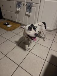 Found/Stray Female Dog last seen Beaumont dr, Savannah, GA 31406