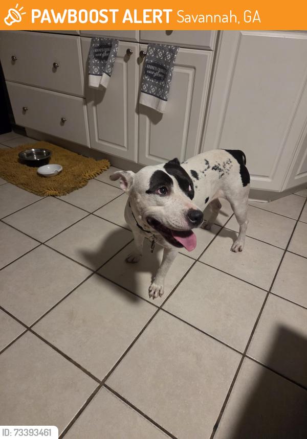 Found/Stray Female Dog last seen Beaumont dr, Savannah, GA 31406