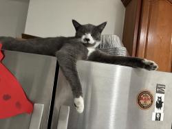 Reunited Male Cat last seen E 21st street, Oakland, CA 94606