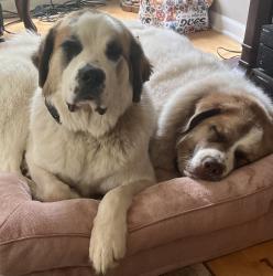 Reunited Female Dog last seen Dove way Cary Illinois, Cary, IL 60013