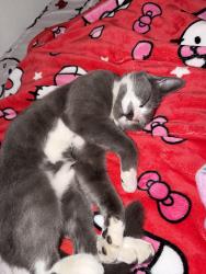 Reunited Male Cat last seen Near e 21st, Oakland, CA 94606