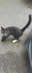 Lost Male Cat last seen Queen mary rd, Montréal, QC H3V 1H8