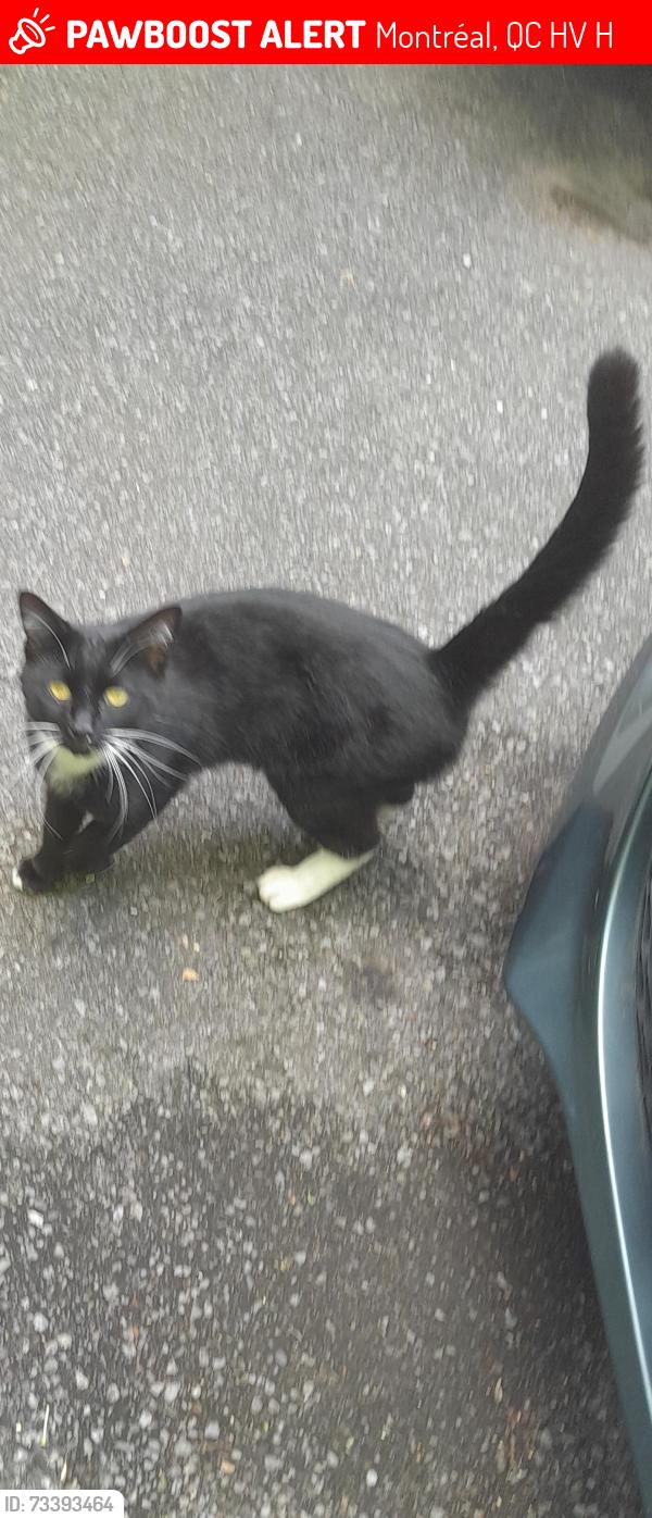 Lost Male Cat last seen Queen mary rd, Montréal, QC H3V 1H8