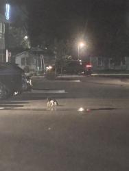 Found/Stray Unknown Cat last seen Interstate 10 W access Rd, Baton Rouge, LA 70809