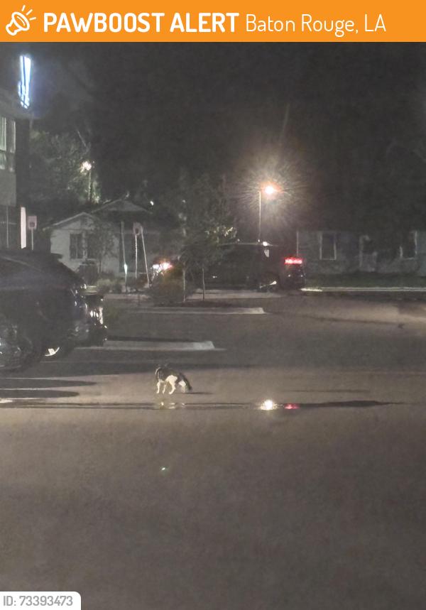 Found/Stray Unknown Cat last seen Interstate 10 W access Rd, Baton Rouge, LA 70809