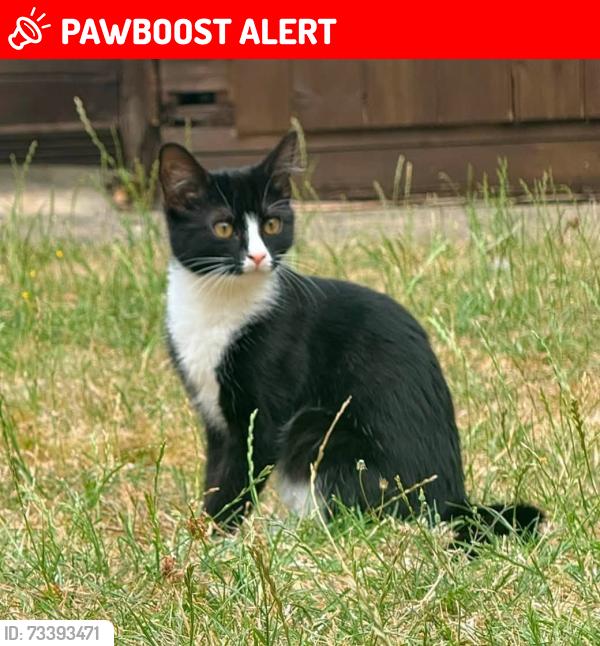Lost Female Cat last seen Near Blackberry Gardens, Winnersh, England RG41 5JR