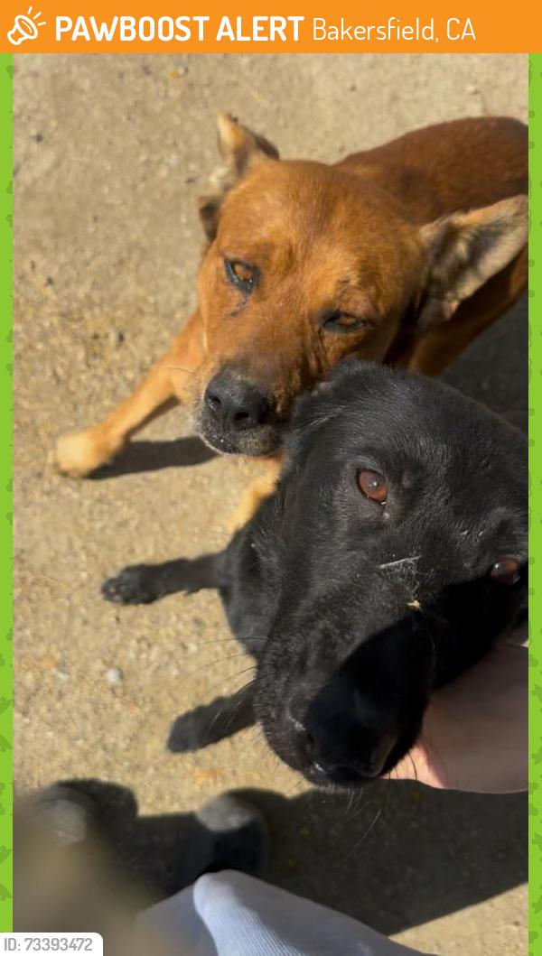 Found/Stray Male Dog last seen TA Truck stop, Dunkin Donuts, Bakersfield, CA 93307