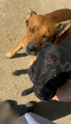 Found/Stray Male Dog last seen TA Truck stop, Dunkin Donuts, Bakersfield, CA 93307
