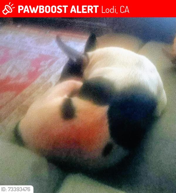 Lost Male Dog last seen Forrest Ave and pleasant lodi ca, Lodi, CA 95240