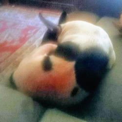 Lost Male Dog last seen Forrest Ave and pleasant lodi ca, Lodi, CA 95240