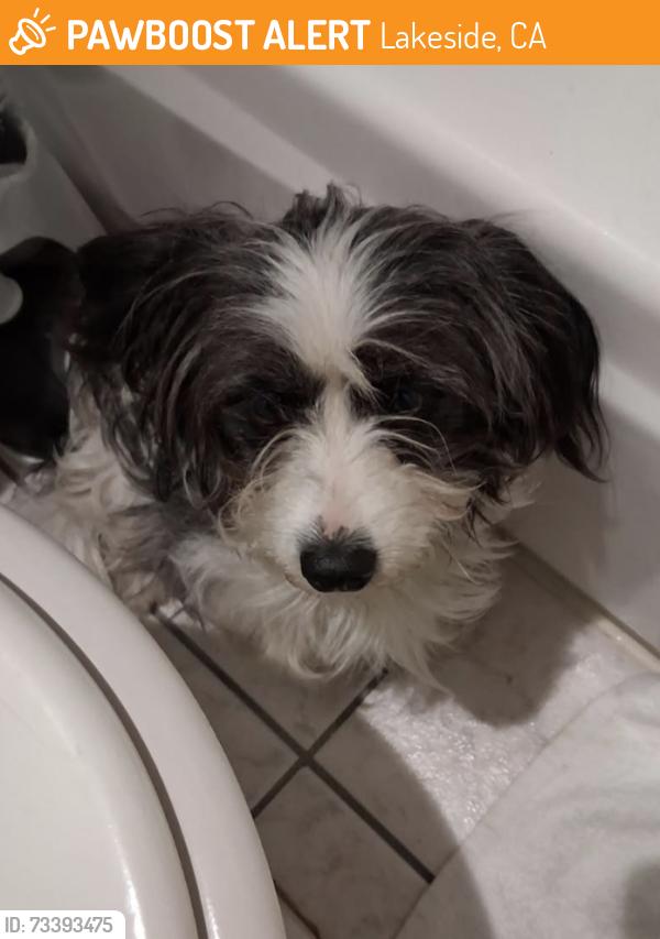 Found/Stray Male Dog last seen Woodside ave @ staxup, Lakeside, CA 92040