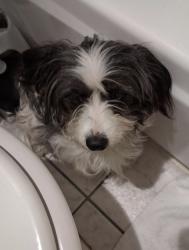 Found/Stray Male Dog last seen Woodside ave @ staxup, Lakeside, CA 92040