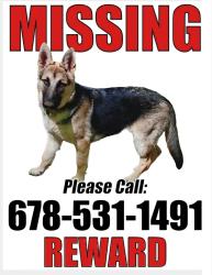 Lost Female Dog last seen TRUELOVE rd Gainesville Gainesville 30507, Gainesville, GA 30507