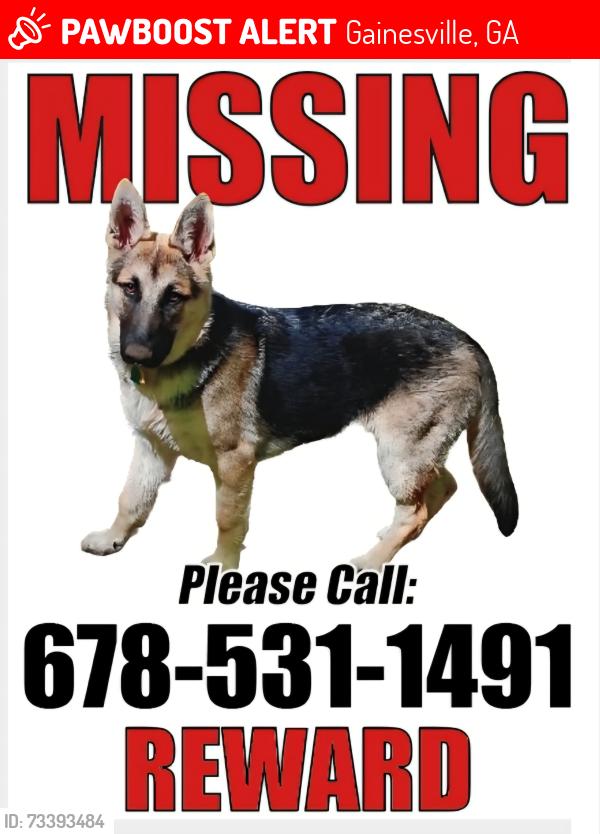Lost Female Dog last seen TRUELOVE rd Gainesville Gainesville 30507, Gainesville, GA 30507