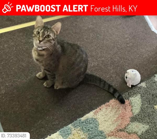 Lost Female Cat last seen Belfry high school is a half a mile away Walmart maybe a mile Williamson WV about 3 miles, Forest Hills, KY 41527