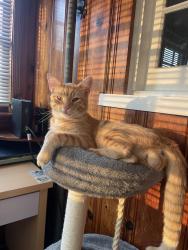 Lost Male Cat last seen Strickland crossroad, Johnston County, NC 27524