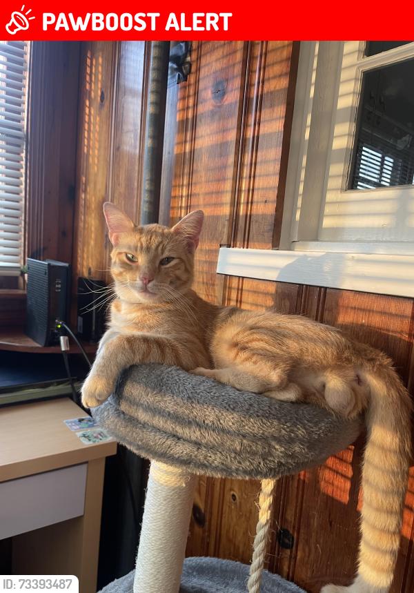 Lost Male Cat last seen Strickland crossroad, Johnston County, NC 27524