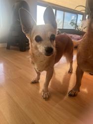 Lost Female Dog last seen haulani and iolani street, Pukalani, HI 96768