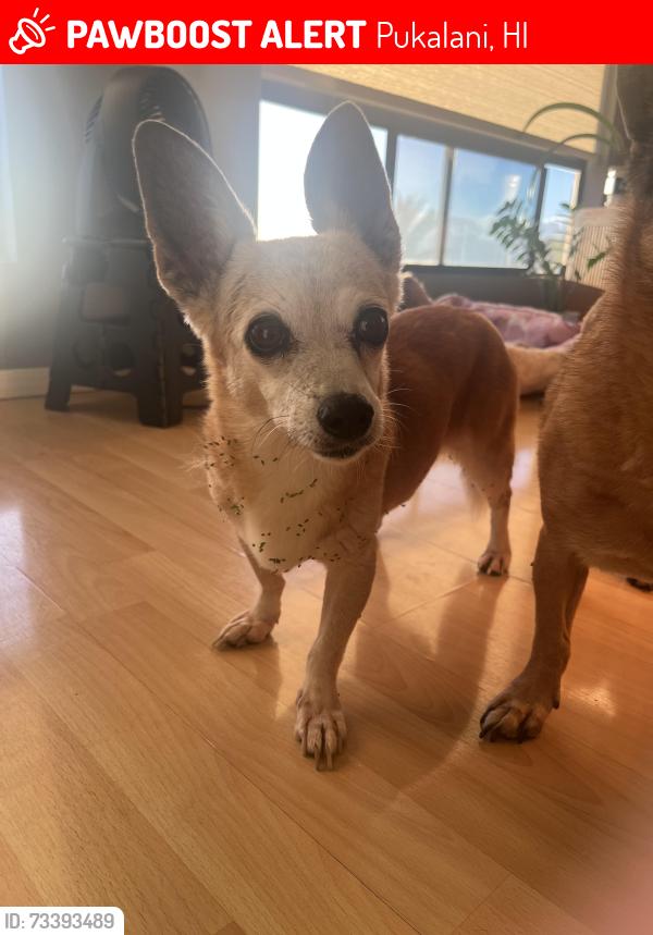 Lost Female Dog last seen haulani and iolani street, Pukalani, HI 96768