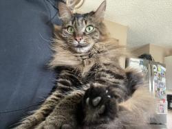 Lost Male Cat last seen Brigham Road, Lucas Avenue, Mckinley Avenue, Dunkirk, NY 14048
