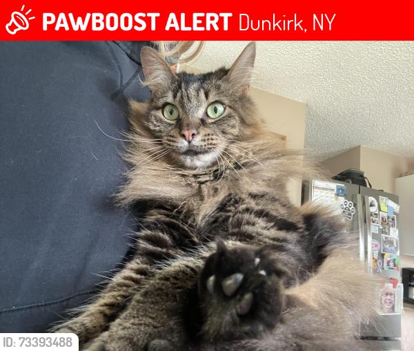 Lost Male Cat last seen Brigham Road, Lucas Avenue, Mckinley Avenue, Dunkirk, NY 14048