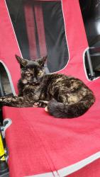 Lost Female Cat last seen Near Scott road and deer ridge path, Big Rock, IL 60511