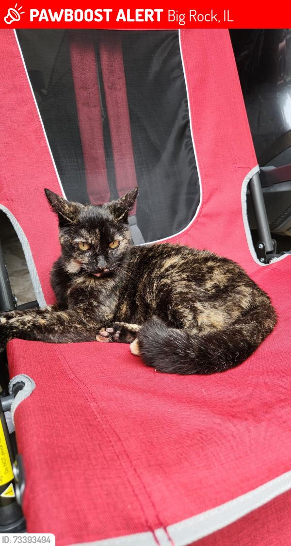 Lost Female Cat last seen Near Scott road and deer ridge path, Big Rock, IL 60511