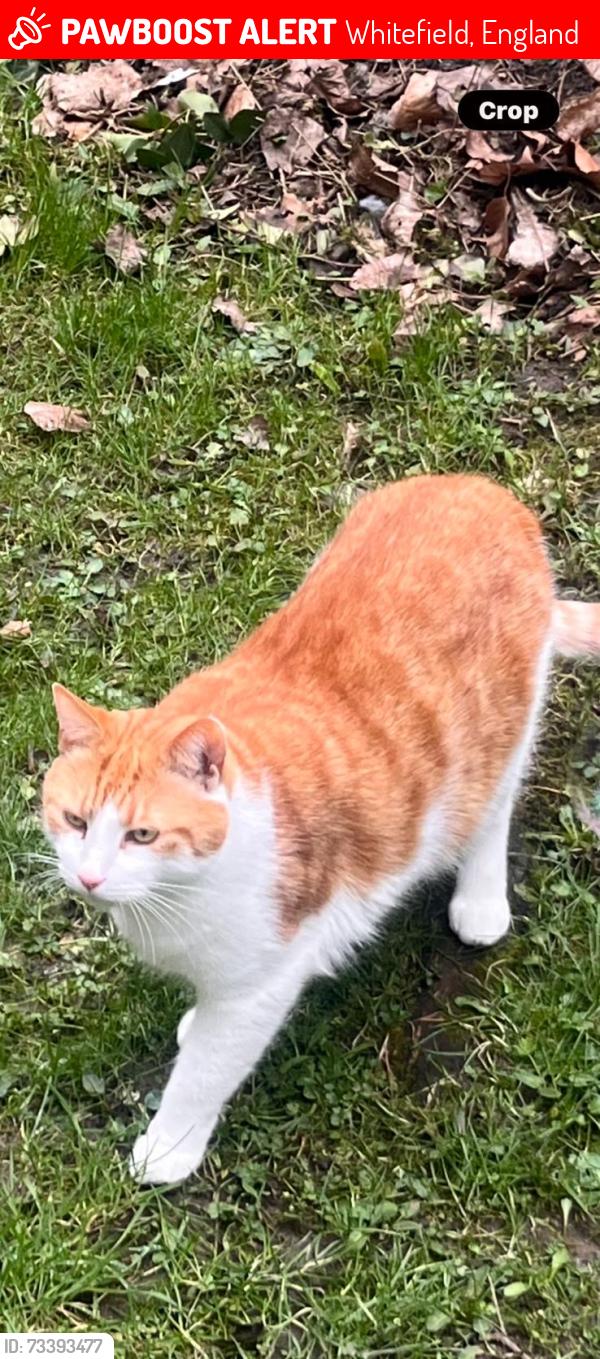 Lost Male Cat last seen Lune drive, M45 8NL, Whitefield, England 