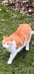 Lost Male Cat last seen Lune drive, M45 8NL, Whitefield, England 