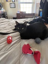 Lost Female Cat last seen Valpack Ave cul-de-sac near Gaston ave, Raritan, NJ 08869