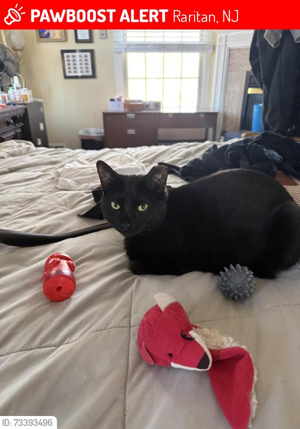 Lost Female Cat last seen Valpack Ave cul-de-sac near Gaston ave, Raritan, NJ 08869