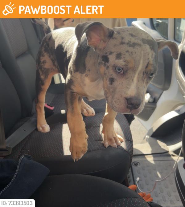 Found/Stray Female Dog last seen Missions service station, Handsworth, England 