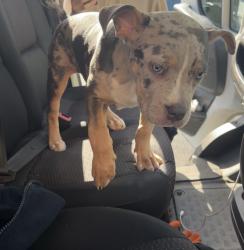 Found/Stray Female Dog last seen Missions service station, Handsworth, England 