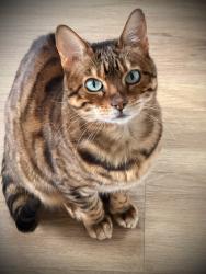Lost Female Cat last seen Petersfield, Hampshire, England GU31 4AZ