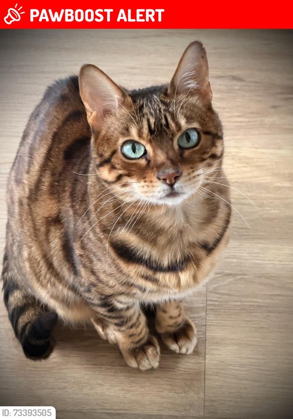 Lost Female Cat last seen Petersfield, Hampshire, England GU31 4AZ