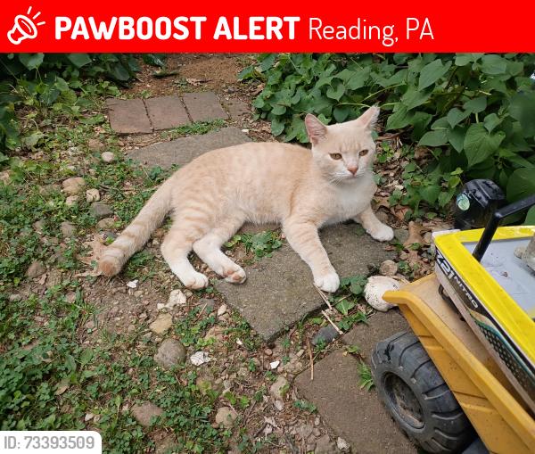 Lost Male Cat last seen Weiser and w Douglass st, Reading, PA 19601